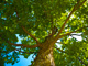 Tree thumbnail