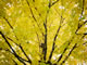 Autumn colors thumbnail